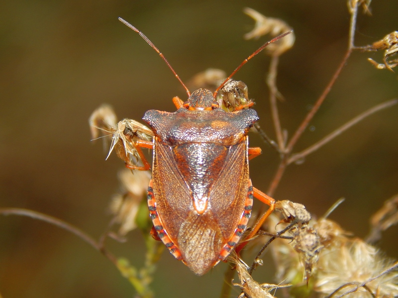 Pentatomidae: Pentatoma rufipes del Parco del Ticino